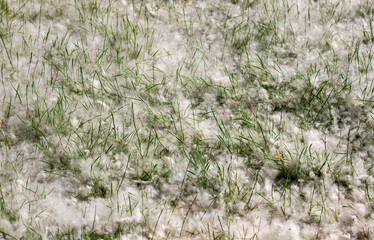 Poplar fluff on the ground