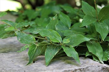 leaves in the garden