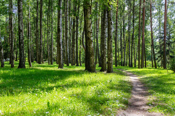 Path in the summer sunny birch grove