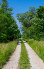 Fototapeta na wymiar a straight dirt road through bushes and green trees