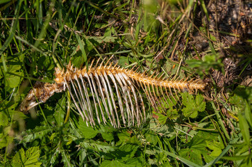 a fish skeleton on the grass