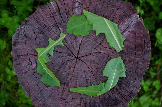 The Symbol For Recycling, Circular Economy, And Sustainable Activities. The Recycling Symbol Made From Green Leaves. 