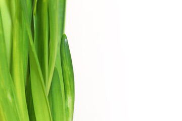 Fototapeta premium Green fresh grass on white background. Vertical green lines on the left. Place for your text here. Blank for business card or banner.