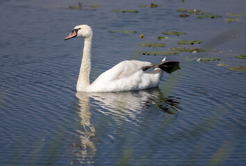 a white swan with a malformation in its foot