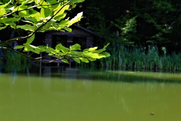 Obraz na płótnie Canvas pond in the park