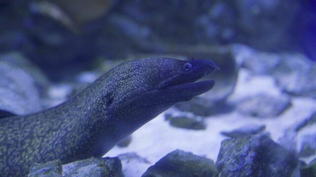 big moray in the sea close up
