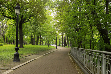 Beautiful green trees in park on sunny day