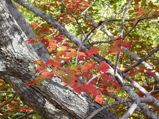 Landscape Photographs of Coastal Maine - Fjords, Autumn Foliage, Mountains, and Forests of Acadia National Park