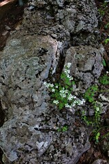 moss covered rocks