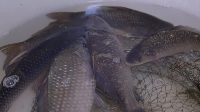 Fresh Live River Crucian Carp Swims in a Bowl. Live fish open their mouths, breathe with gills. Carp or crucian carp. Crucian carp covered with mucus and scales. Fisherman catch. 4K. Close up.