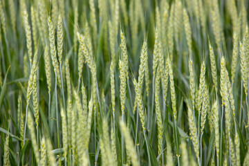 Fototapeta na wymiar green wheat plants with spikes in a field