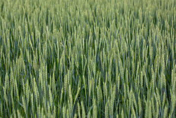 green wheat plants with ears on the field