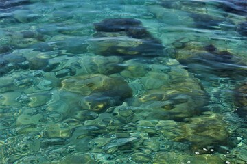 Fototapeta premium coral reef in the sea