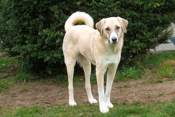beautiful large kangal mixed dog portrait in the garden