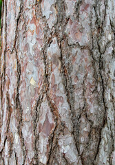 a close-up with the bark of a pine tree