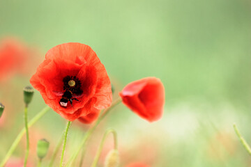Flowers colorful red poppies bloom in the wild field. Open bloom with bumblebee or bee collects...