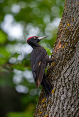 A black woodpecker on the trunk of an oak