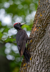 a black woodpecker on the trunk of a tree