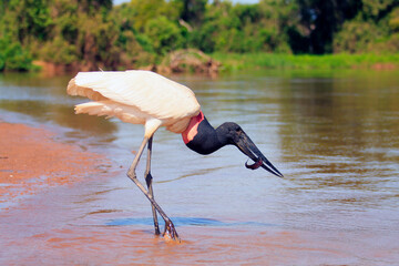 Tuiuiu caçando Pantanal