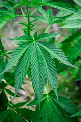 Green cannabis leaves close up