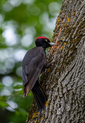 Fototapeta premium A Dryocopus martius woodpecker on an oak trunk