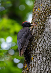 a woodpecker on the trunk of a tree