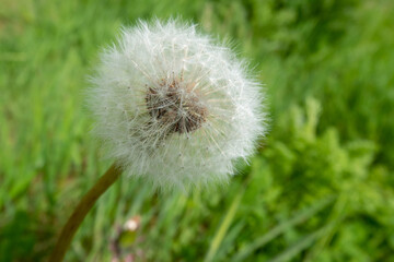 beautiful spherical dandelion seed head with blurred green background
