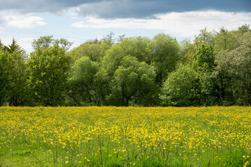 beautiful scene of a meadow filled with bright yellow buttercups