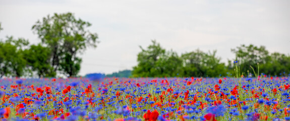 red and blue flowers on a field