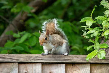Foto op Plexiglas mooie jonge eekhoorn zittend op het hek poseren voor de camera © Penny