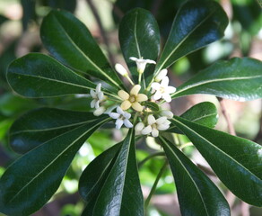 Blossom of pittosporum tobira, Australian laurel, Japanese pittosporum, mock orange, Japanese cheesewood