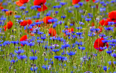 Fototapeta premium landscape with cornflowers and poppies in the field