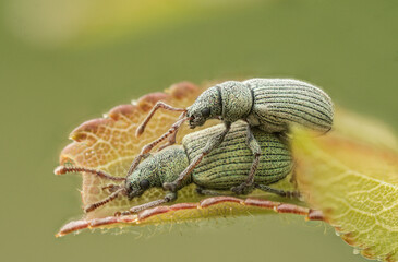 Käfer bei der Paarung