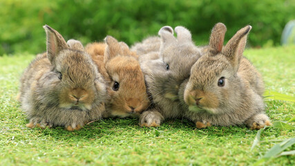 Healthy Lovely bunny easter fluffy rabbits, Adorable baby rabbits on green grass background. The...