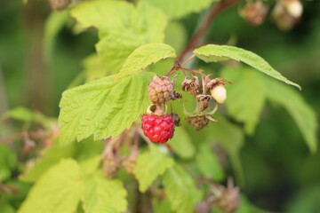 framboise