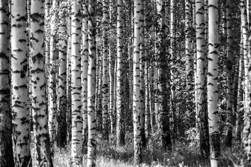 Obraz premium tree in the forest with sunlight in black and white mode