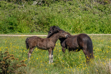 beautiful horse and foal in a meadow of buttercups