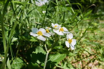 blooming wild strawberry 