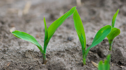 A small plant in soil, corn leaves, green sprout. Ecology, environmental protection. Greenhouse work. corn seedlings in field, small plants. spring, start of work, agriculture, close-up