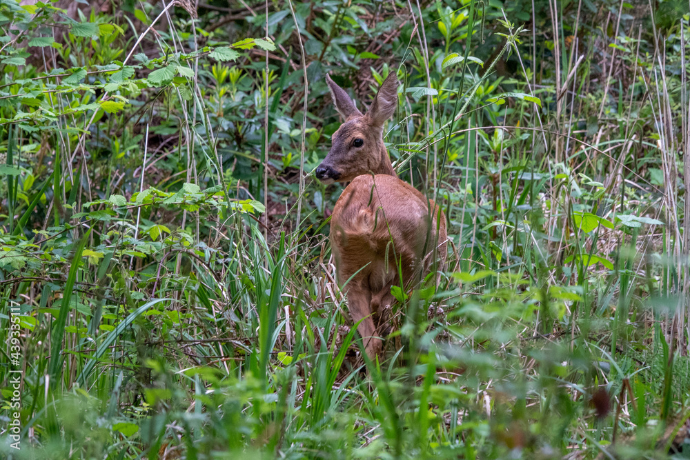 Sticker beautiful roe deer in the English countryside