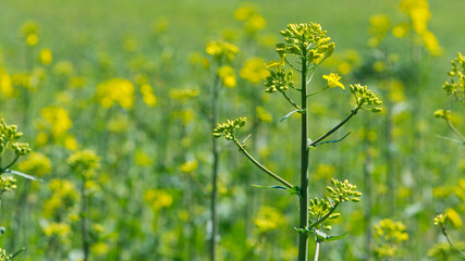 Rapeseed. Brassica napus. are blooming in sunny summer day. yellow flower, isolated on blurred natural background. agriculture, in Europe or Asia. floral background, close-up