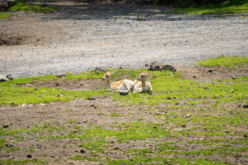 メスのブラックバック