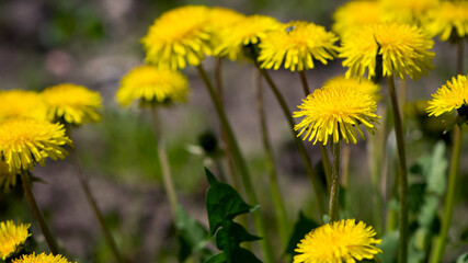 yellow dandelions growing on a lawn illuminated by the sunlight, springtime wild flowering plant with green leaves on stem. macro nature, natural background, close-up