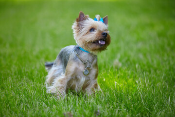 Beautiful Yorkshire Terrier dog on the green grass