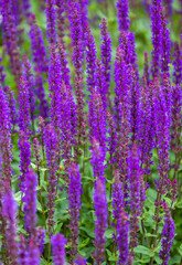 Fototapeta na wymiar lavender flowers with selective focus