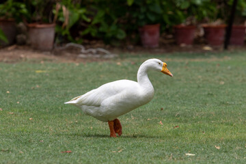 white duck walking on the grass