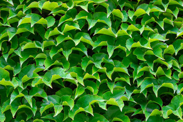 green plants on a wall