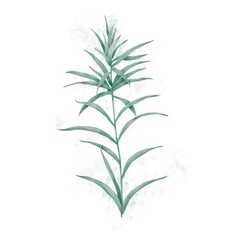Illustration of a plant