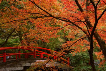 河鹿橋と紅葉