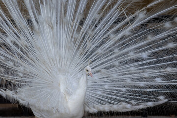 white peacock feather